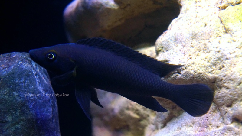 Neolamprologus nigriventris